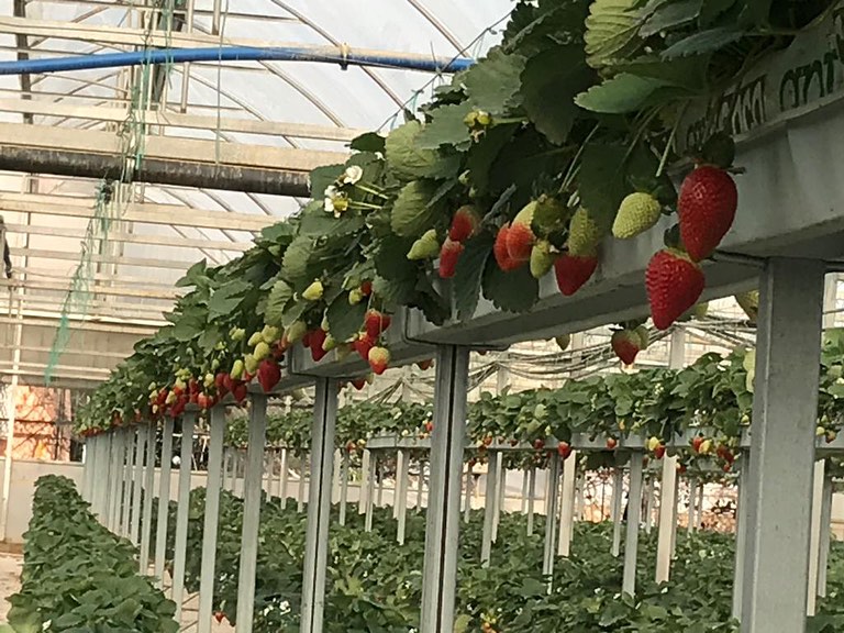 soguksuparkcilek_1733990334732